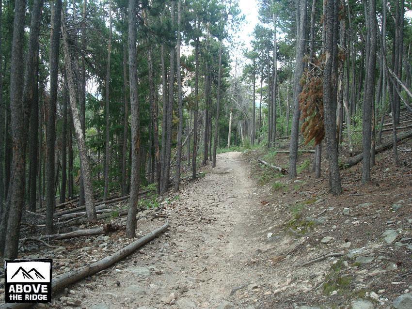 A dirt path winding through a forest of tall pine trees, with scattered rocks and fallen branches on the ground. The trail is surrounded by lush greenery, creating a serene and natural atmosphere. In the corner, there is a logo with the text "Above the Ridge." Elk Meadow mountain bike trail.