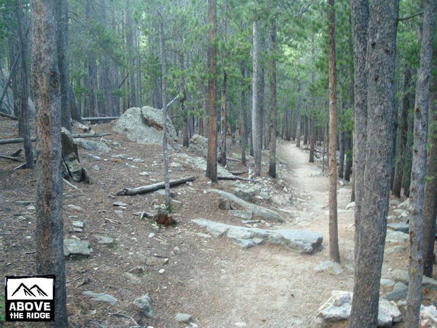 A tranquil forest scene featuring a winding dirt path surrounded by tall pine trees and scattered rocks. The ground is covered with pine needles and small stones, creating a natural hiking trail. A logo in the lower left corner reads "Above the Ridge." Elk Meadow mountain bike trail.