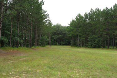 A tranquil forest scene featuring tall pine trees lining both sides of a grassy clearing. The path leads into the distance, surrounded by lush greenery under a cloudy sky. Levis Mounds mountain bike trail.