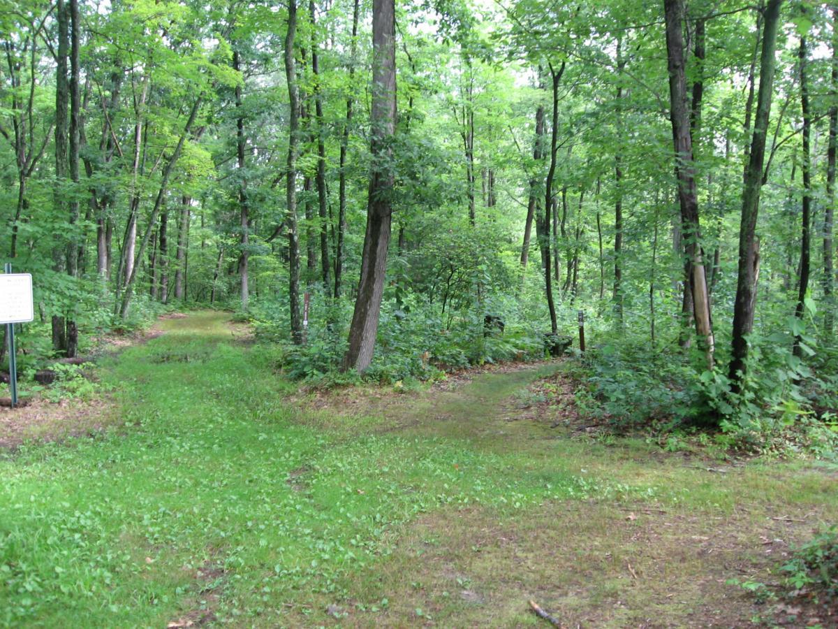 A serene forest path diverging into two trails, surrounded by lush green trees and vegetation. A signpost is visible on the left side, indicating trail directions. The ground is covered in soft grass and leaves, evoking a peaceful natural setting. Levis Mounds mountain bike trail.