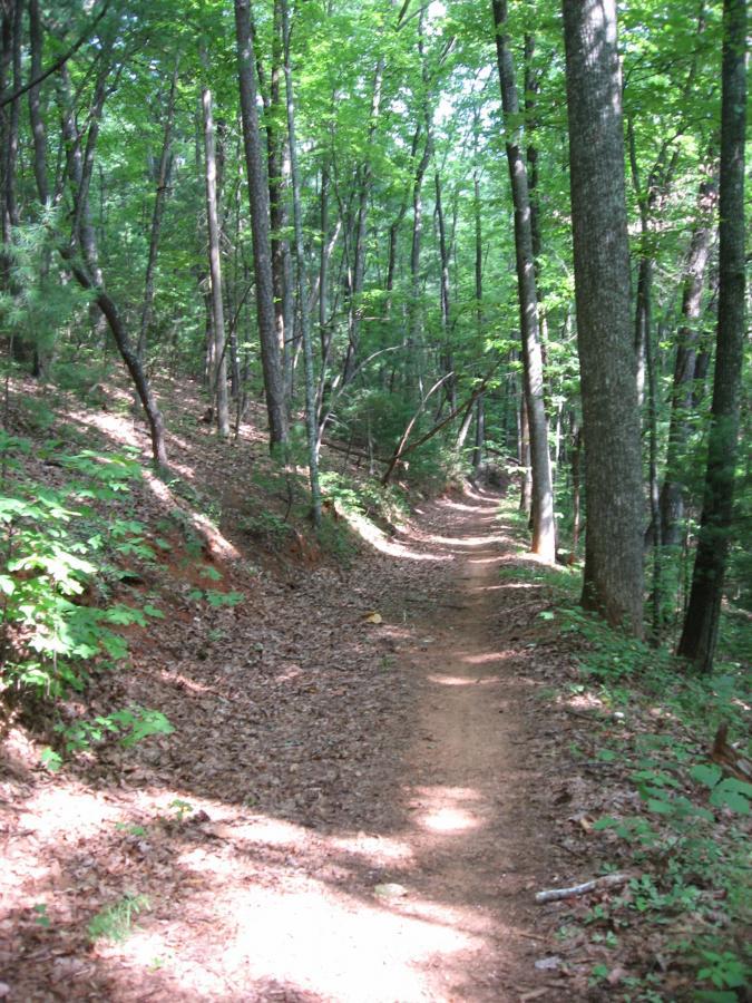 A narrow dirt trail winding through a lush green forest, surrounded by tall trees and scattered leaves on the ground, creating a tranquil and inviting natural setting. Bull / Jake Mountain mountain bike trail.