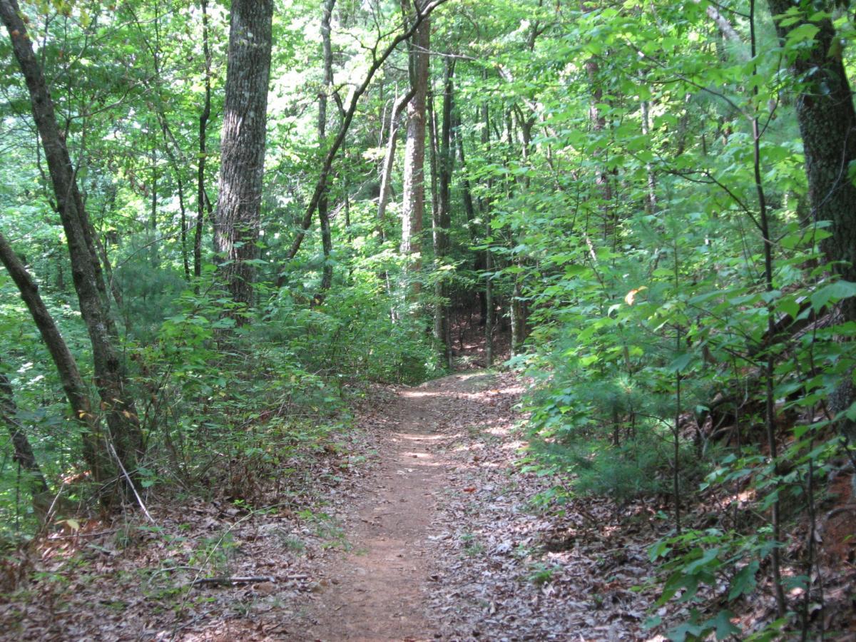 A narrow dirt path winding through a lush green forest, surrounded by tall trees and dense undergrowth, with scattered fallen leaves on the ground. Bull / Jake Mountain mountain bike trail.