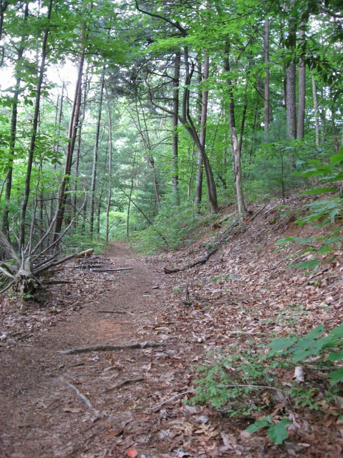 A narrow dirt path winding through a forest, surrounded by tall trees and dense greenery. Fallen leaves and twigs cover the ground, while sunlight filters through the canopy above, creating a peaceful and natural atmosphere. Bull / Jake Mountain mountain bike trail.