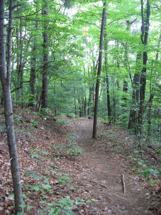 A winding dirt path meanders through a lush green forest, surrounded by tall trees and dense foliage. Sunlight filters through the leaves, casting a dappled light on the ground covered with fallen leaves and underbrush. Bull / Jake Mountain mountain bike trail.