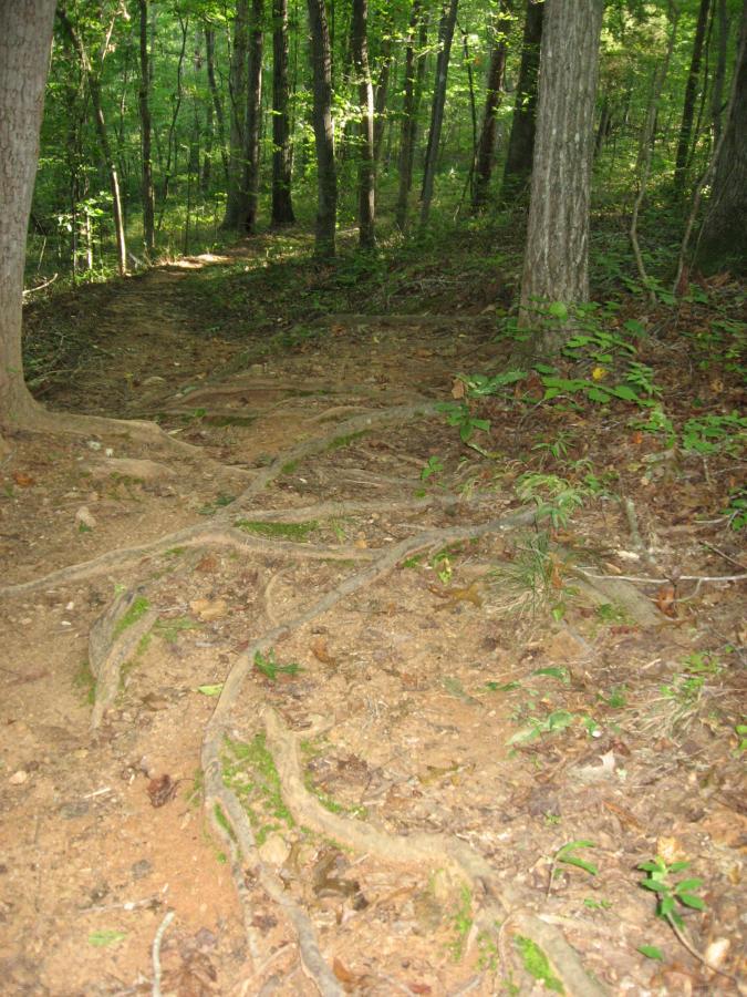 A forested path showing exposed tree roots and soil, surrounded by lush green foliage and trees in a natural landscape. Hawkes Creek mountain bike trail.