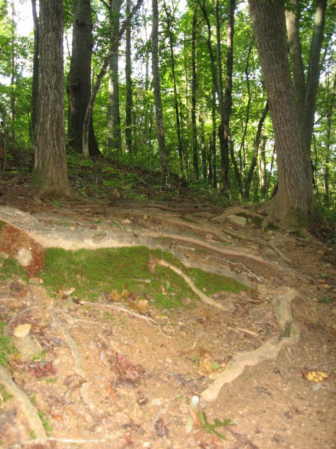 A forest scene featuring dense trees with green foliage. The foreground shows exposed tree roots and a patch of moss along a dirt slope, with fallen leaves scattered across the ground. The overall atmosphere is serene and natural, indicative of a wooded area. Hawkes Creek mountain bike trail.