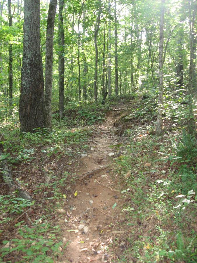 A narrow, winding trail running through a lush forest, surrounded by tall trees and dense underbrush. Sunlight filters through the leaves, illuminating patches of the ground covered in soil, rocks, and scattered vegetation. Hawkes Creek mountain bike trail.