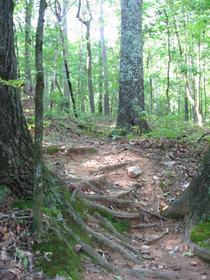 A winding dirt path through a wooded area, surrounded by tall trees and green foliage. The path is lined with exposed tree roots and small rocks, indicating a natural trail in a forested setting. Sunlight filters through the leaves, creating dappled light on the ground. Hawkes Creek mountain bike trail.