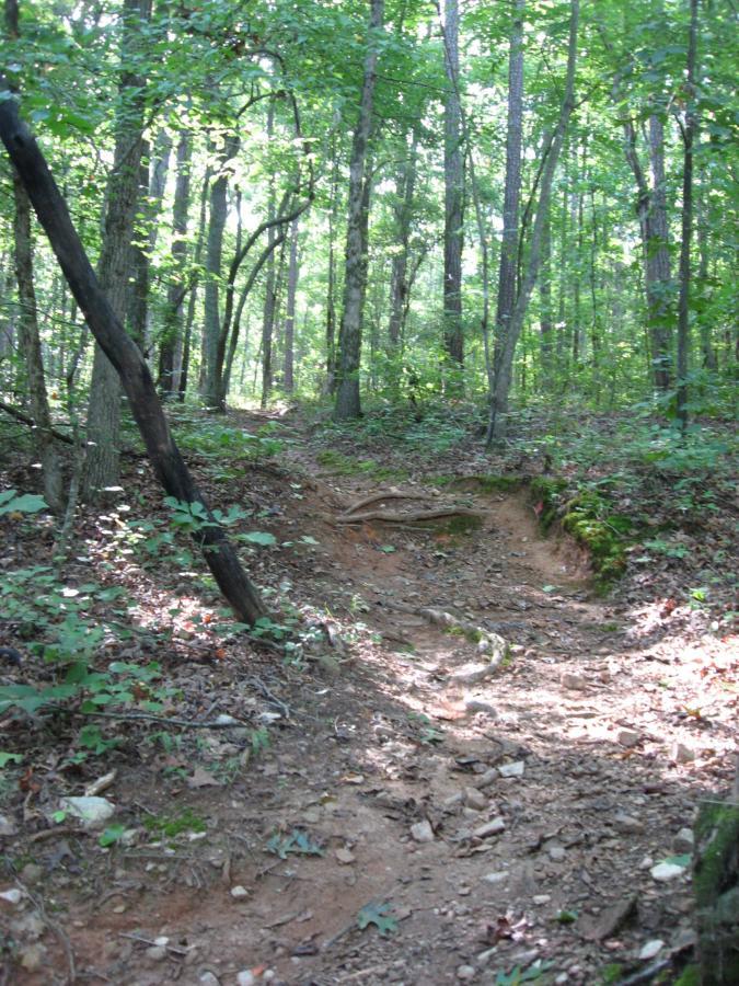 A narrow path winding through a lush green forest, with tall trees and dense foliage. The ground is uneven, showing exposed roots and rocky terrain, while scattered leaves and underbrush add to the natural setting. Sunlight filters through the trees, creating dappled light on the path. Hawkes Creek mountain bike trail.