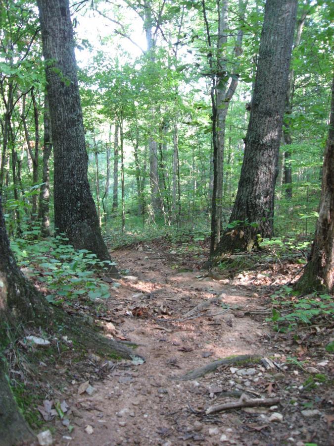 A dirt trail winding through a lush green forest, bordered by tall trees and underbrush. Sunlight filters through the leaves, illuminating the path's earthy texture. Hawkes Creek mountain bike trail.
