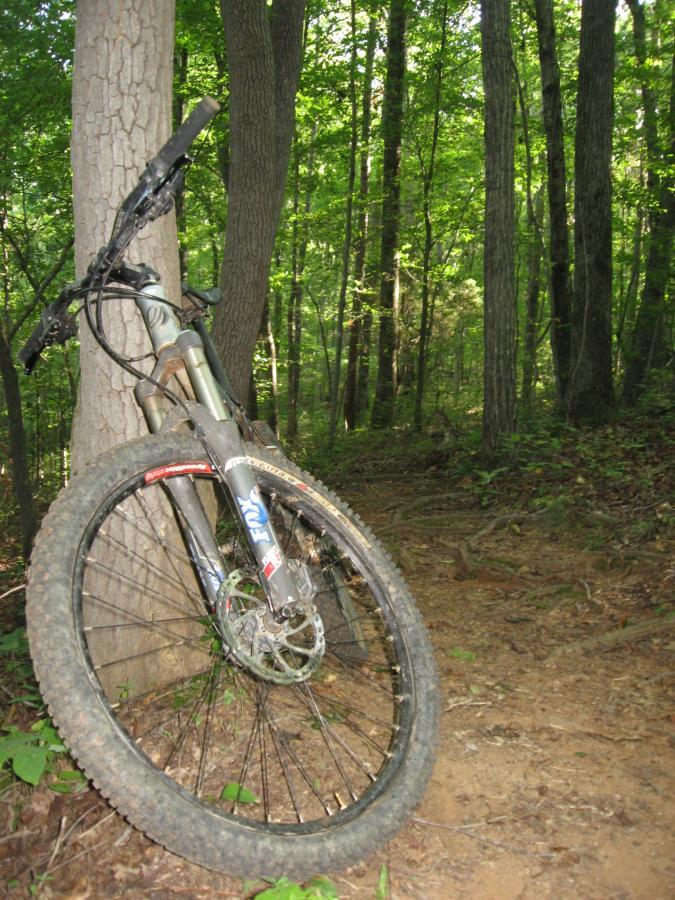 A mountain bike leaning against a tree in a forest. The bike is partially obscured by the trunk, and the surrounding area features green foliage and dirt trails. Sunlight filters through the trees, creating a natural, serene atmosphere. Hawkes Creek mountain bike trail.