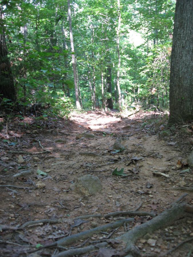 A dirt hiking trail winding through a lush green forest, with sunlight filtering through the trees. The path is slightly uneven, with exposed roots and rocks visible along the way, surrounded by vibrant foliage. Hawkes Creek mountain bike trail.