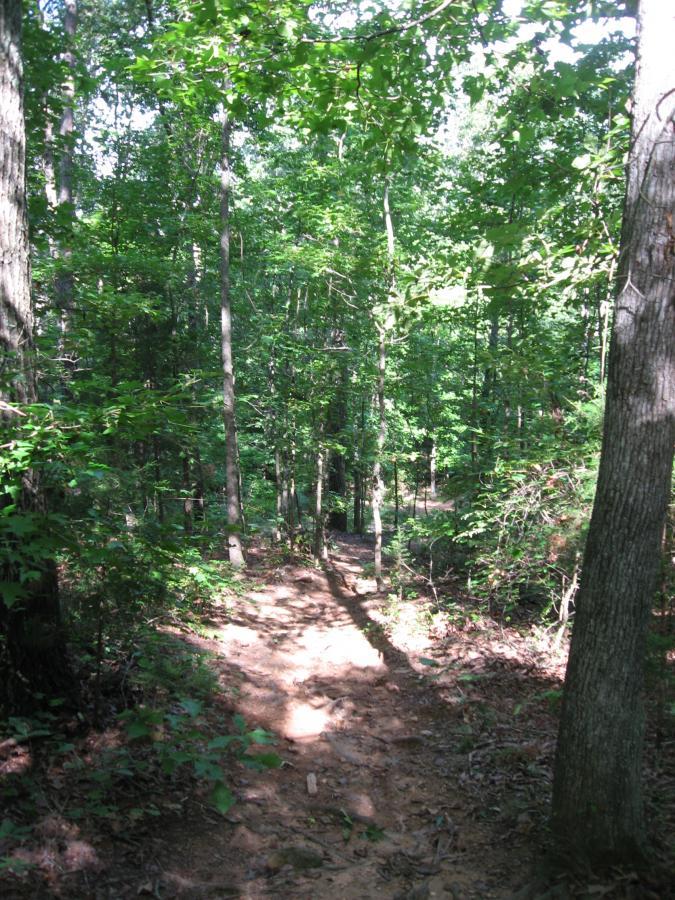 A narrow dirt path winding through a lush green forest, surrounded by tall trees and sunlight filtering through the leaves. The ground is sandy and uneven, with patches of light and shadow cast by the trees. Hawkes Creek mountain bike trail.