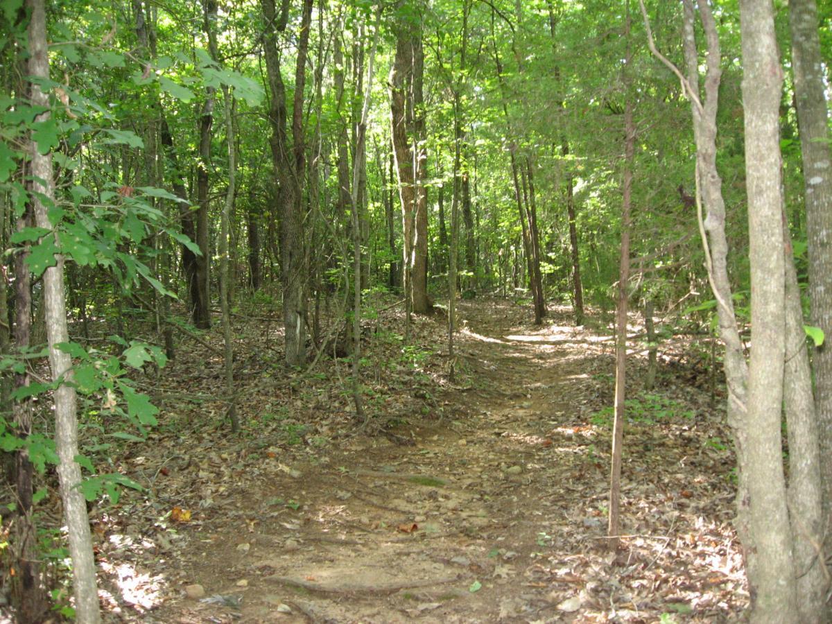 A narrow dirt path winding through a dense forest, surrounded by tall trees and lush green foliage, with sunlight filtering through the leaves onto the ground covered in fallen leaves and small stones. Hawkes Creek mountain bike trail.