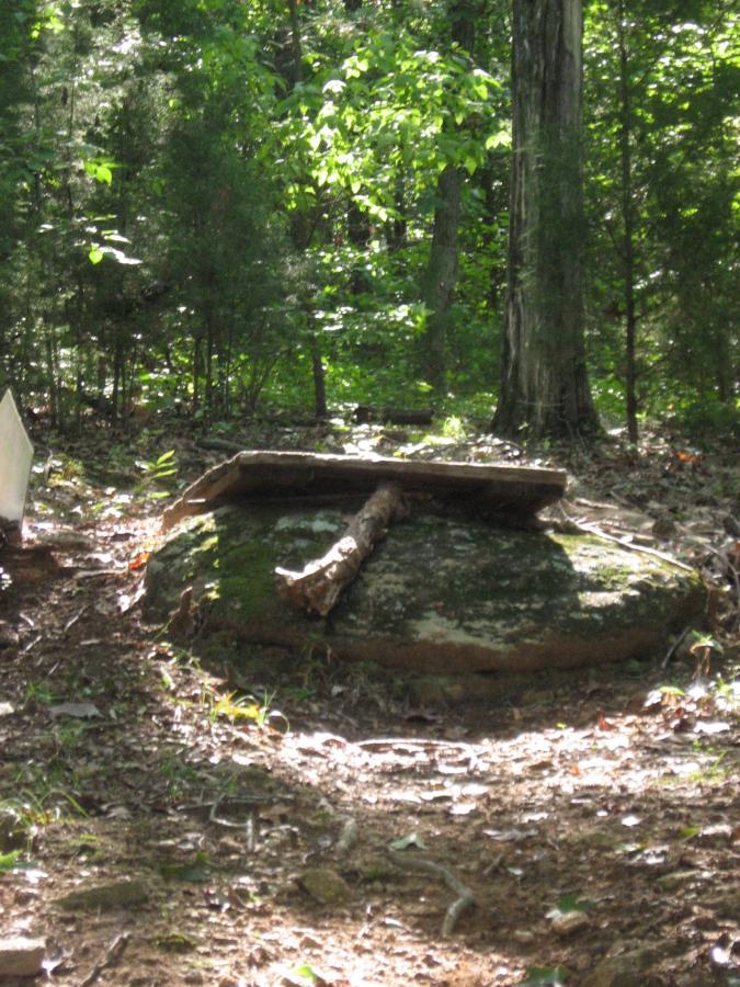 Wooden plank resting on a large rock, supported by a twig, surrounded by lush greenery in a forest setting. Sunlight filters through the trees, creating dappled light on the ground. Hawkes Creek mountain bike trail.
