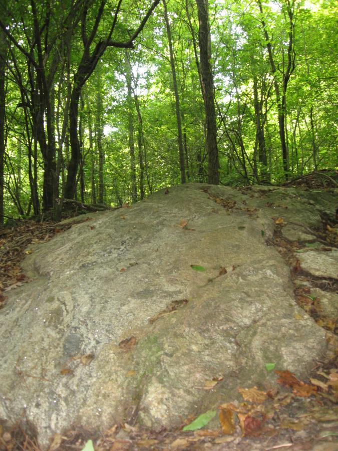 A large, smooth rock positioned on a forest floor, surrounded by lush green trees and underbrush. Dappled sunlight filters through the canopy, illuminating the rock's surface and highlighting fallen leaves scattered around it. Hawkes Creek mountain bike trail.