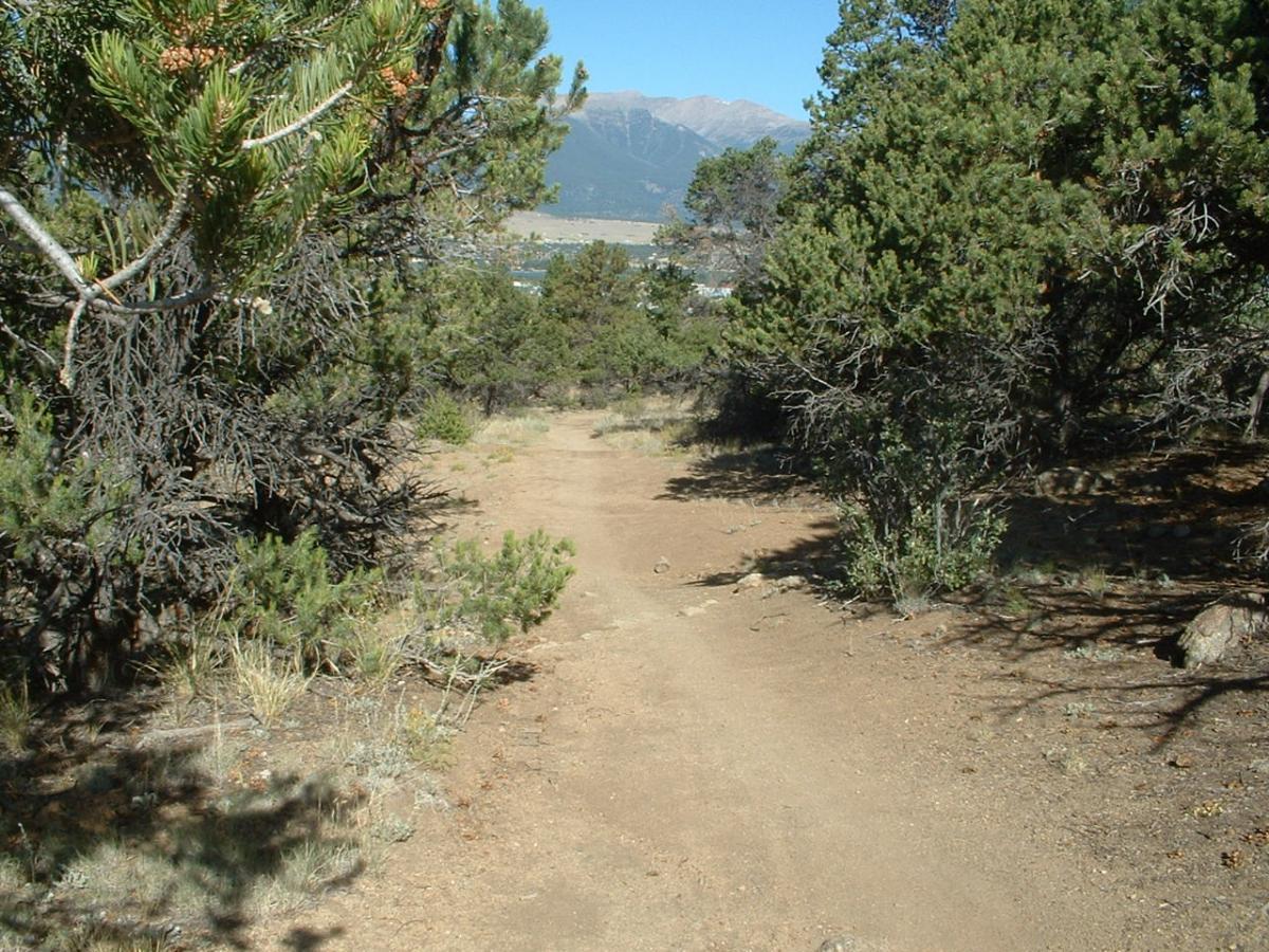 A dirt path winding through a mountainous landscape, bordered by pine trees and brush. In the background, visible mountain peaks rise against a clear blue sky, suggesting a serene outdoor setting. Midland Hills Trails mountain bike trail.