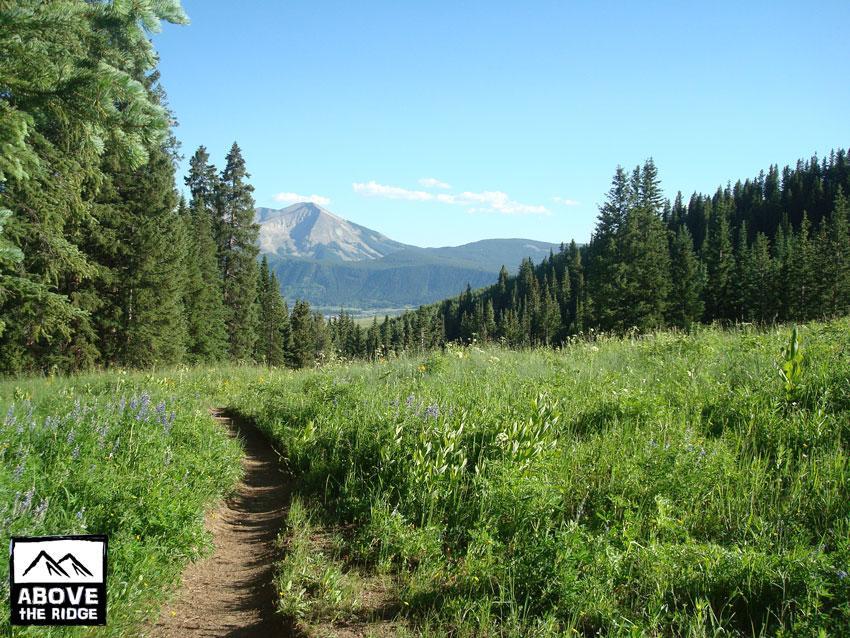 A scenic view of a trail winding through a lush green meadow, surrounded by tall trees, with a towering mountain in the background under a clear blue sky. The path leads through vibrant grass and wildflowers, inviting exploration of the natural landscape. Snodgrass mountain bike trail.