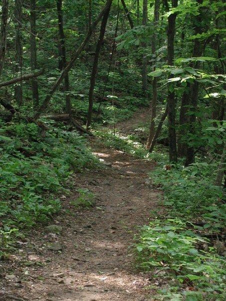 A winding dirt path through a lush green forest, surrounded by tall trees and dense undergrowth. Sunlight filters through the leaves, creating dappled patterns on the ground. The atmosphere is calm and tranquil, suggesting a peaceful outdoor setting for hiking or exploring. Monte Sano State Park &amp; Land Trust mountain bike trail.