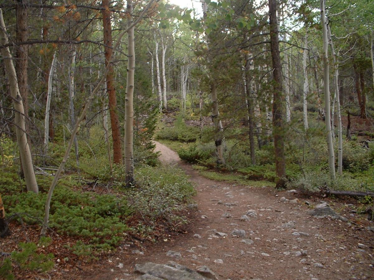 A winding dirt path through a dense forest of tall trees, including aspen and pine, with greenery and scattered rocks along the sides. The scene is tranquil and shaded, inviting exploration of the natural surroundings. Twin Lakes Loop mountain bike trail.