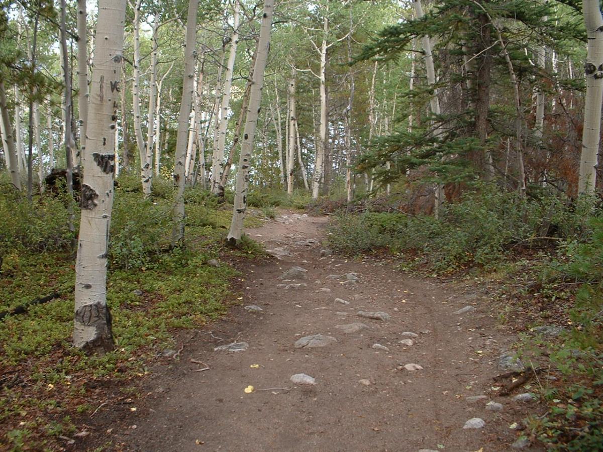 A dirt trail winding through a forest of tall aspen trees, with some rocky patches and lush green undergrowth on either side. Twin Lakes Loop mountain bike trail.
