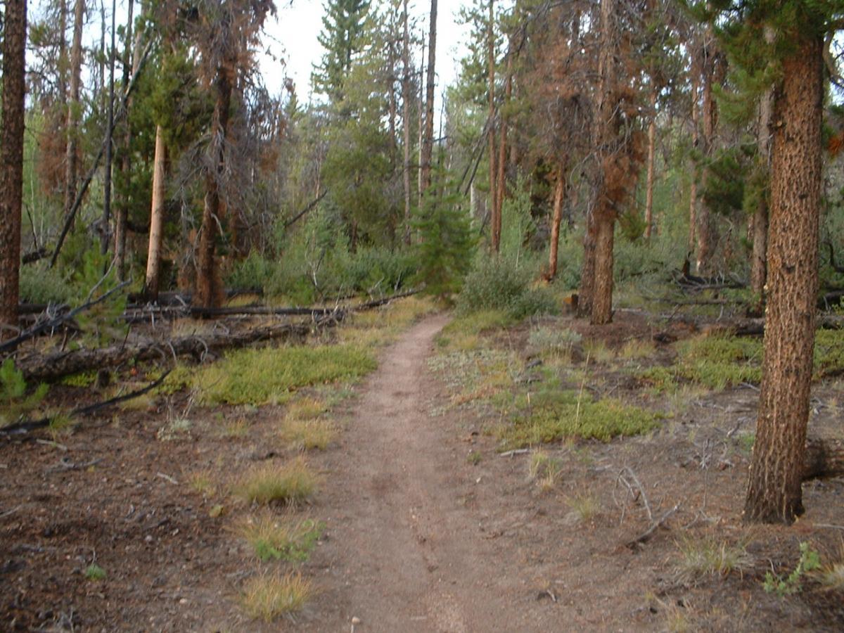 A narrow dirt path winding through a forest filled with tall trees, some with brown patches, and undergrowth of grasses and shrubs. The scene conveys a peaceful wilderness setting with a mixture of green foliage and earthy tones. Twin Lakes Loop mountain bike trail.