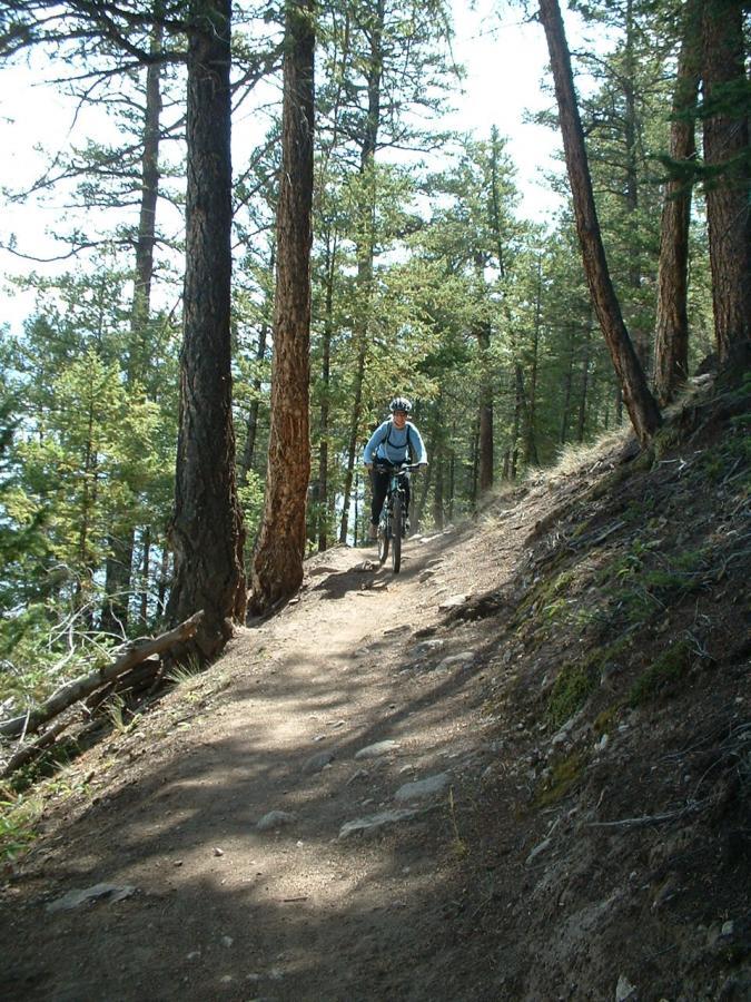 A mountain biker rides along a narrow, dirt trail surrounded by tall pine trees, with sunlight filtering through the leaves. The path is rocky and winding, indicating a challenging and scenic ride through the forest. Twin Lakes Loop mountain bike trail.