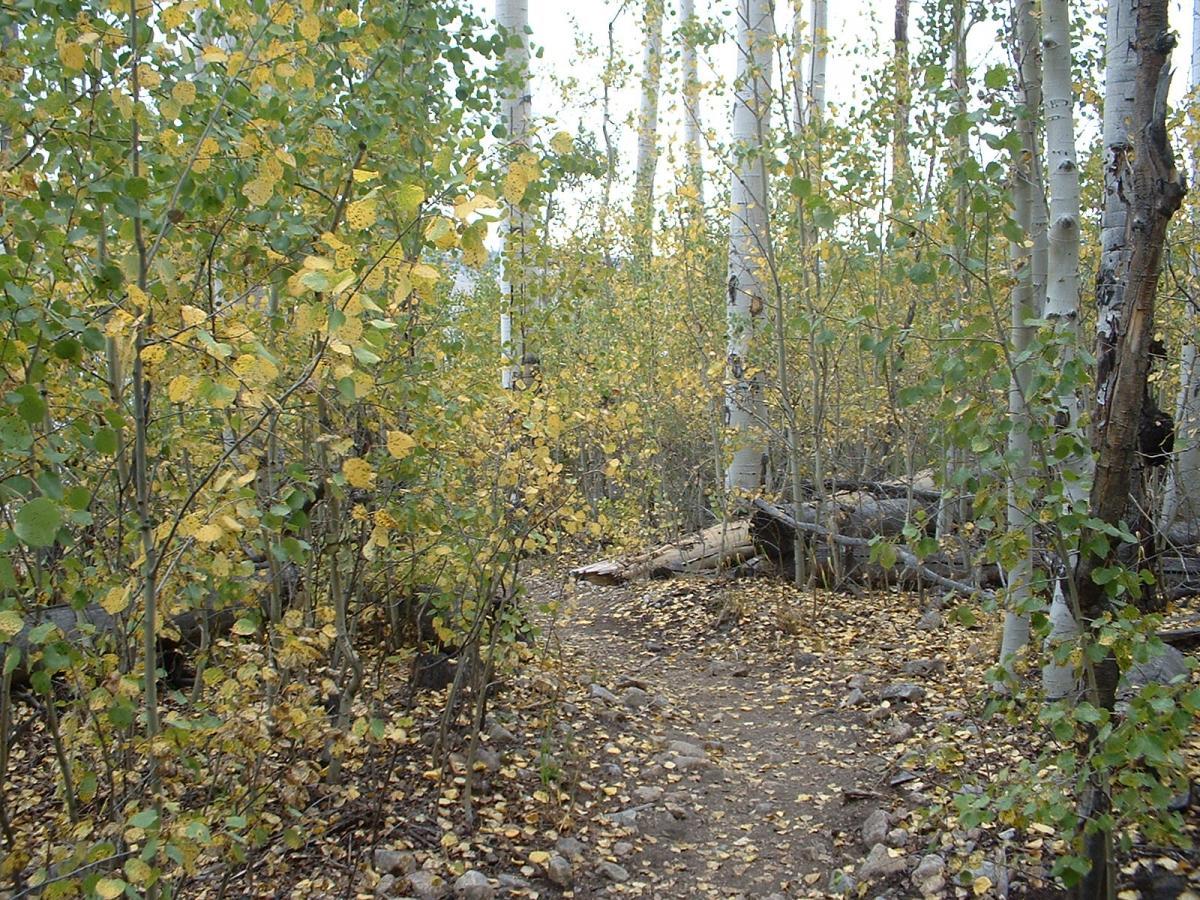 A narrow dirt path winding through a tranquil forest of aspen trees, surrounded by vibrant yellow and green leaves on the branches and scattered on the ground. The scene evokes a serene atmosphere, inviting exploration of the natural landscape. Twin Lakes Loop mountain bike trail.