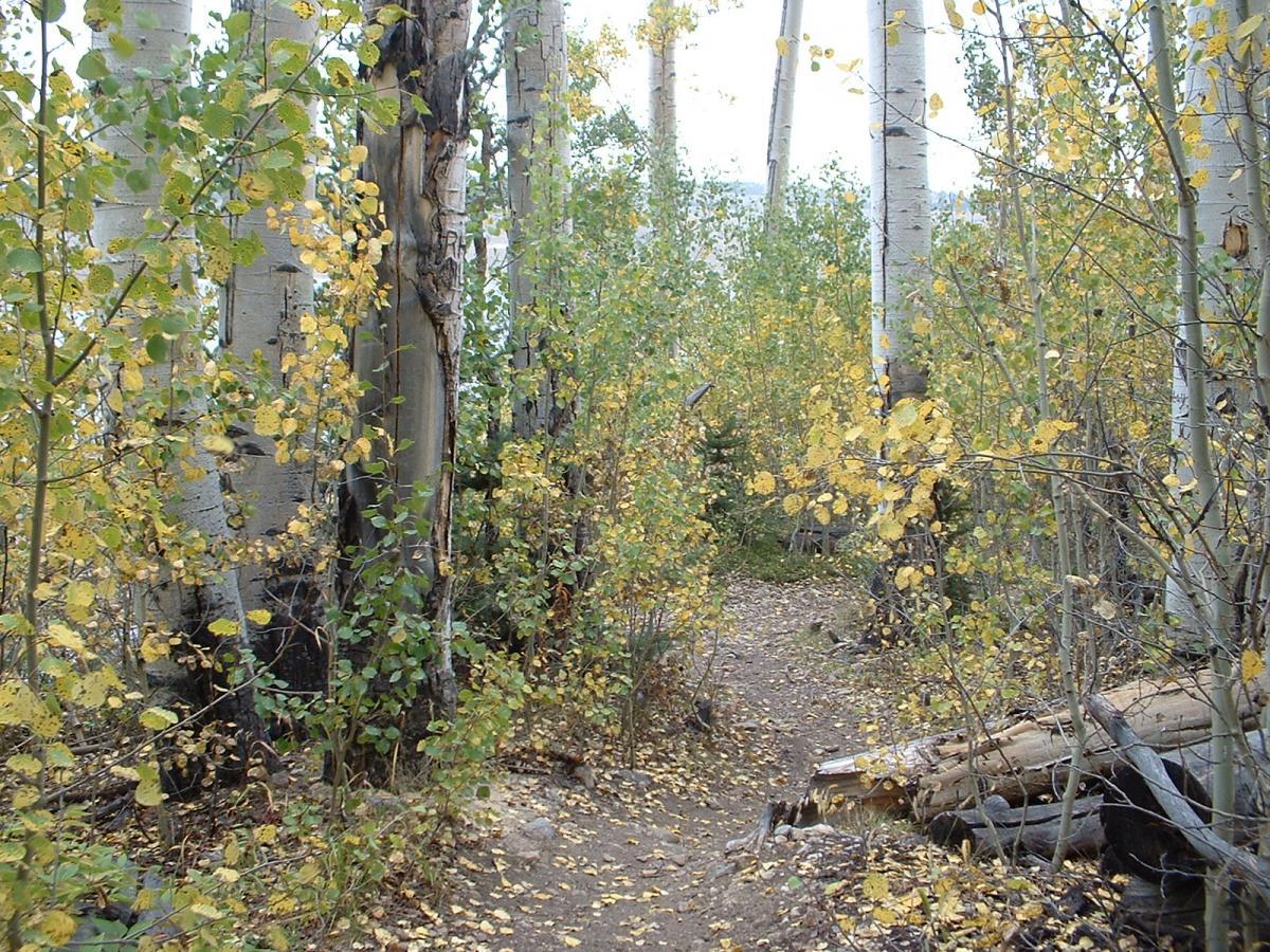 A serene forest path surrounded by tall aspen trees, with vibrant yellow and green leaves lining the trail. The ground is covered with fallen leaves, and the atmosphere suggests the beauty of autumn in a natural setting. Twin Lakes Loop mountain bike trail.