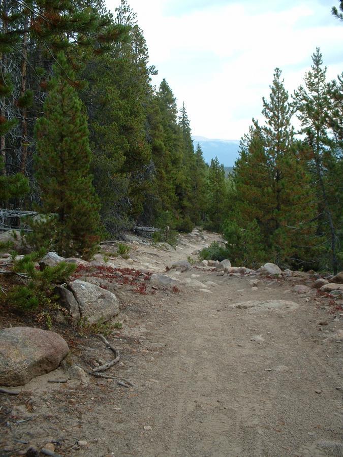 A dirt trail winding through a forest, flanked by tall evergreen trees and scattered rocks. The path is surrounded by patches of green foliage and a partially cloudy sky in the background. Turquoise Lake mountain bike trail.