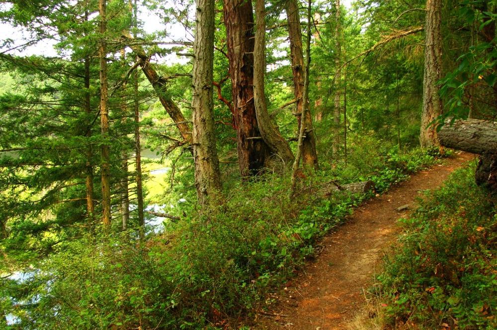 A narrow dirt path winding through a lush forest with tall trees, green foliage, and a glimpse of a reflective body of water in the background. Anacortes Community Forest Lands mountain bike trail.