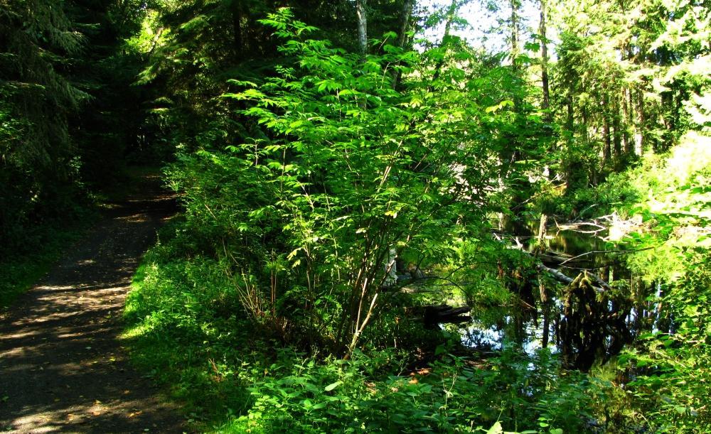 A serene forest scene featuring a narrow dirt path surrounded by lush greenery. On one side, vibrant green plants and shrubs thrive, while a reflective body of water lies beside the path, partially obscured by fallen branches and foliage. Tall trees create a natural canopy overhead, dappled sunlight filtering through the leaves. Anacortes Community Forest Lands mountain bike trail.
