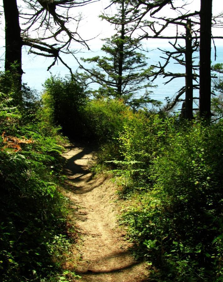 A winding dirt path surrounded by lush greenery leads downhill toward a body of water, framed by tall trees. Sunlight filters through the branches, creating a serene atmosphere. Fort Ebey St Park mountain bike trail.