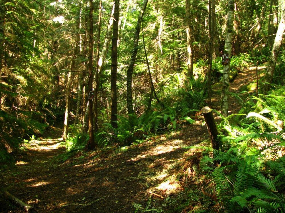 A sunlit forest path diverges into two trails, surrounded by tall trees and lush ferns. One path is well-defined and slightly lighter, while the other is shadier and more rugged. A trail sign is visible on the right, indicating directions for hikers. The scene conveys a serene and inviting atmosphere in a natural setting. Anacortes Community Forest Lands mountain bike trail.