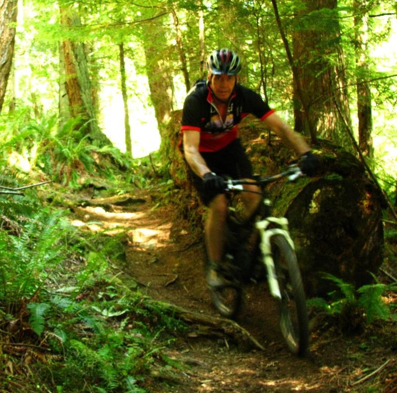 A mountain biker navigating a narrow trail through a lush, green forest. Sunlight filters through the trees, illuminating the surrounding ferns and vegetation as the biker leans into the turn. Anacortes Community Forest Lands mountain bike trail.