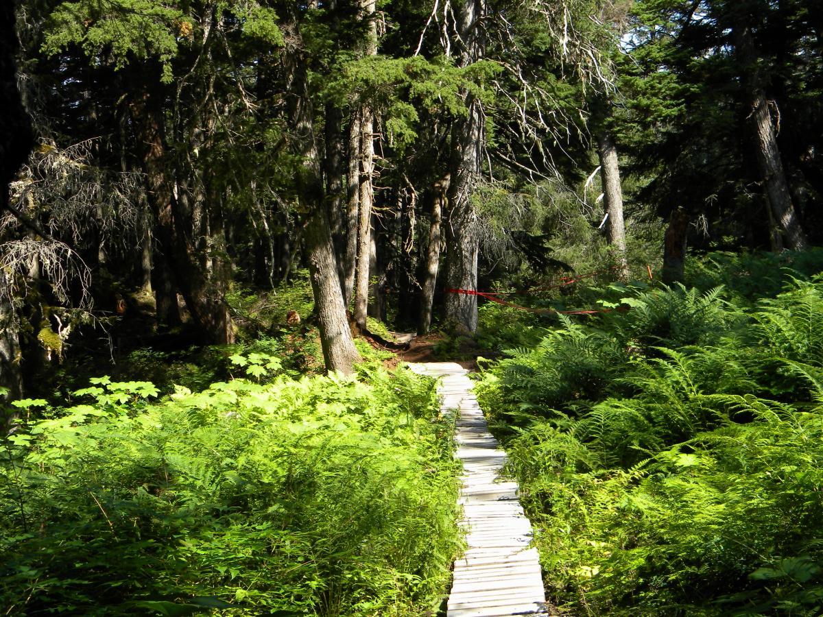 A narrow wooden boardwalk leads through a lush forest filled with tall trees and vibrant green ferns under dappled sunlight. The path winds gently, surrounded by thick foliage, creating a serene and natural atmosphere. Panberry Bluecake mountain bike trail.