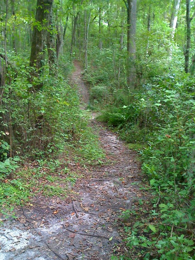 A winding dirt path through a lush green forest, lined with trees and shrubs, leading deeper into the woods. The Rock Trail mountain bike trail.
