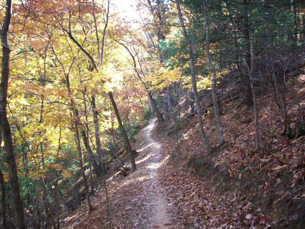 A winding trail surrounded by trees displaying vibrant fall foliage, with sunlight filtering through the leaves. The path is bordered by fallen leaves and a sloped, earthy terrain. Carvin's Cove Trail system mountain bike trail.