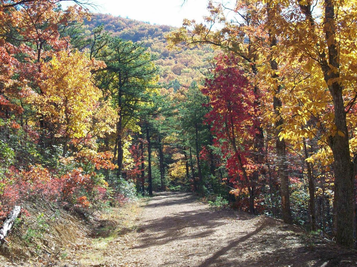 A scenic forest path surrounded by vibrant autumn foliage, featuring a mix of red, orange, and yellow leaves on trees lining the trail. The sun shines through the branches, illuminating the natural beauty and creating a serene atmosphere. Carvin's Cove Trail system mountain bike trail.