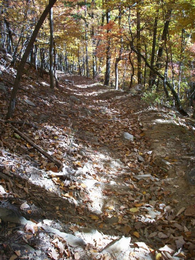 A winding dirt path through a forest, surrounded by trees with vibrant fall foliage. The ground is covered with a carpet of fallen leaves, and sunlight filters through the branches, creating contrasting patches of light and shadow along the trail. Carvin's Cove Trail system mountain bike trail.