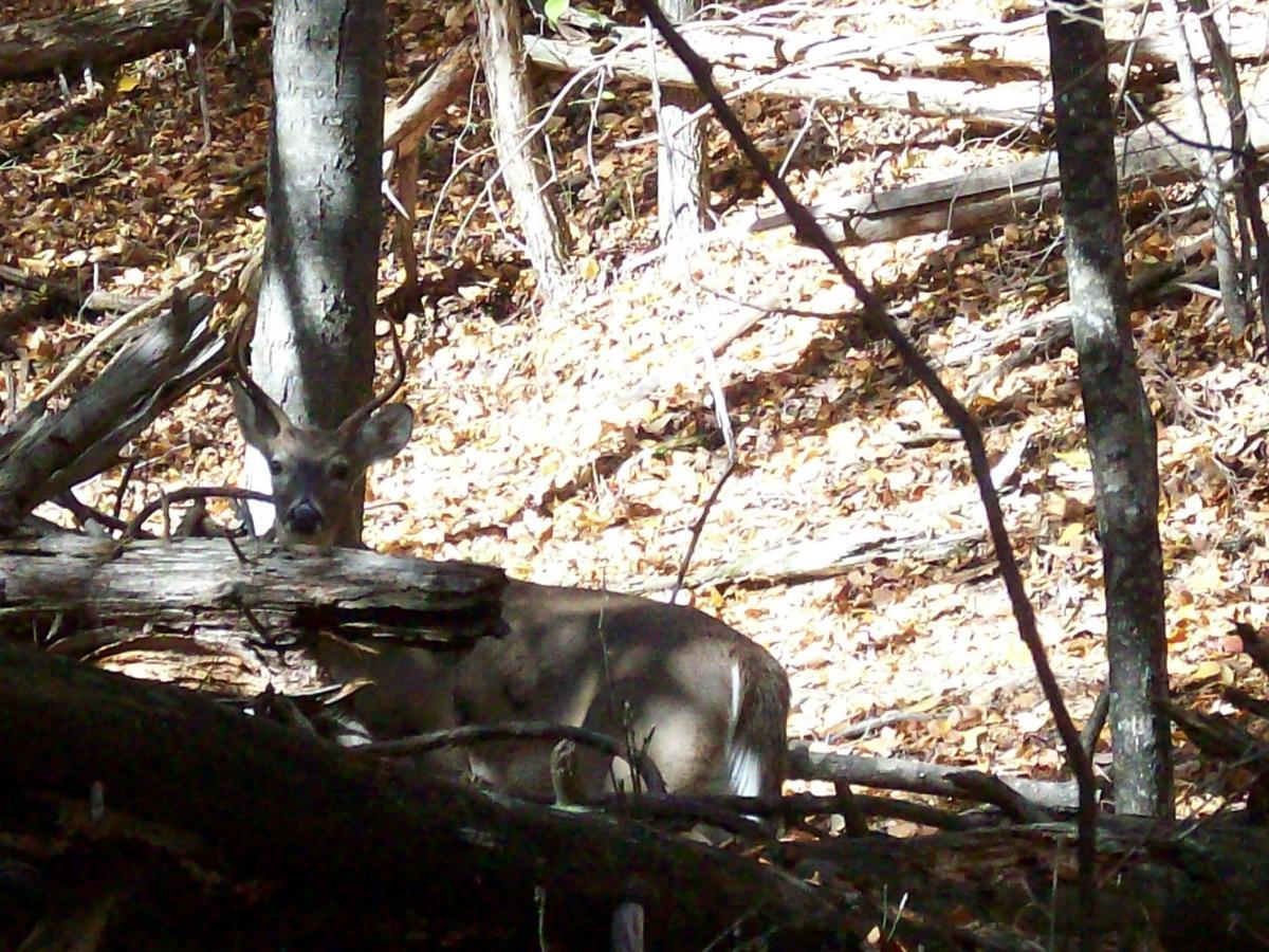 A deer partially obscured by fallen branches and leaves in a woodland setting, with sunlight filtering through the trees. Carvin's Cove Trail system mountain bike trail.