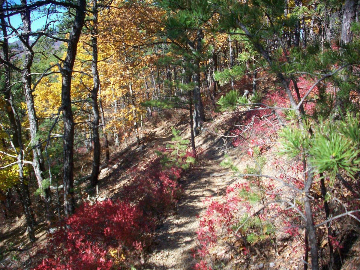 A winding forest path surrounded by vibrant autumn foliage, featuring golden leaves on trees to the left and clusters of red bushes along the trail. Sunlight filters through the branches, highlighting the rich colors of the season. Carvin's Cove Trail system mountain bike trail.
