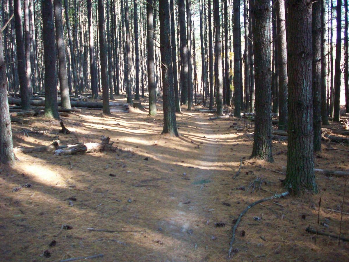 A tranquil forest scene featuring tall, slender pine trees with a soft carpet of pine needles on the ground. Sunlight filters through the branches, casting shadows on a winding dirt path that leads deeper into the woods. Fallen logs and pine cones add to the natural landscape. Carvin's Cove Trail system mountain bike trail.