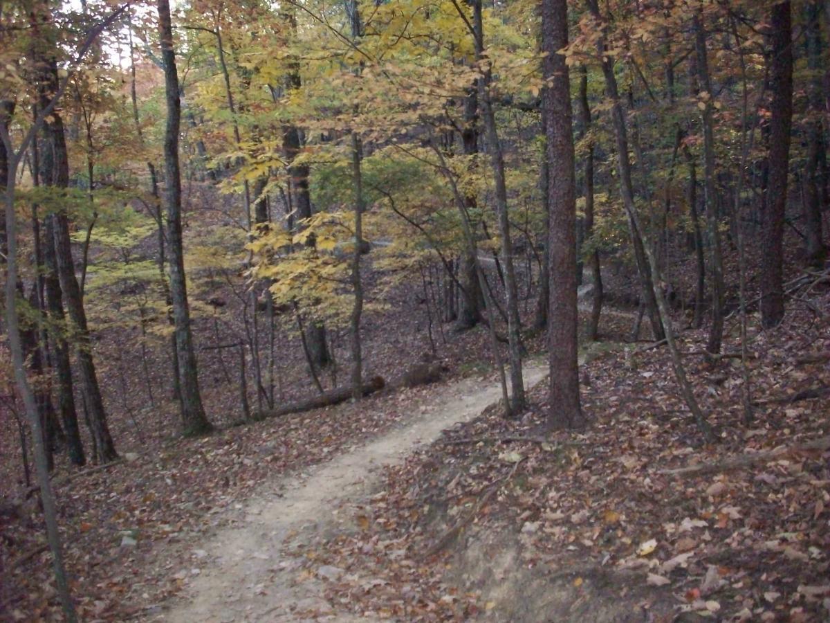 A winding dirt path through a wooded area, surrounded by trees showcasing autumn foliage in shades of yellow and orange. The ground is covered with fallen leaves, creating a serene and tranquil atmosphere. Carvin's Cove Trail system mountain bike trail.