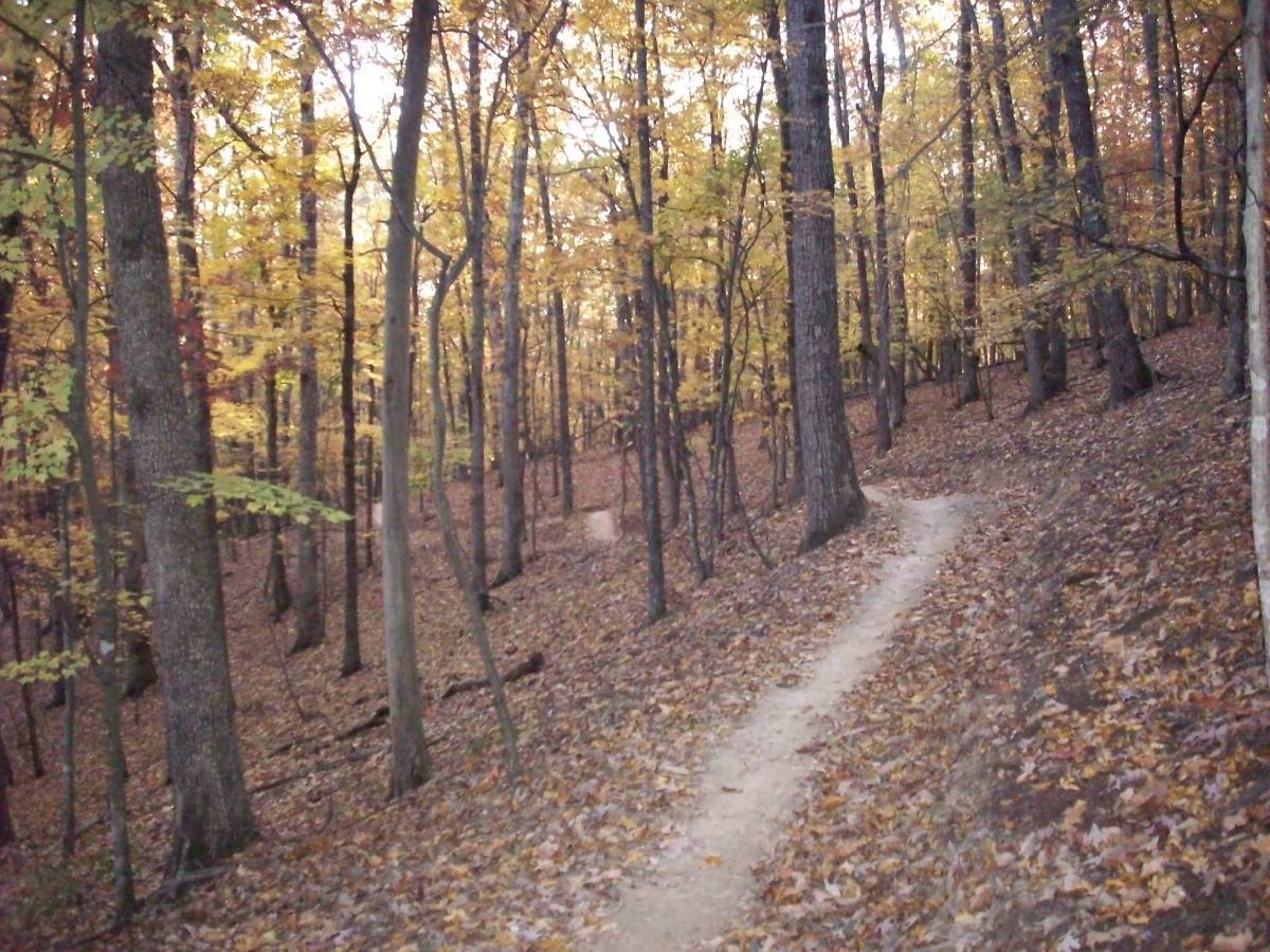 A winding dirt path through a forest with tall trees, displaying vibrant autumn foliage in shades of yellow and orange. Leaves cover the ground, creating a colorful carpet, while the dappled sunlight filters through the branches, enhancing the tranquil atmosphere of the scene. Carvin's Cove Trail system mountain bike trail.