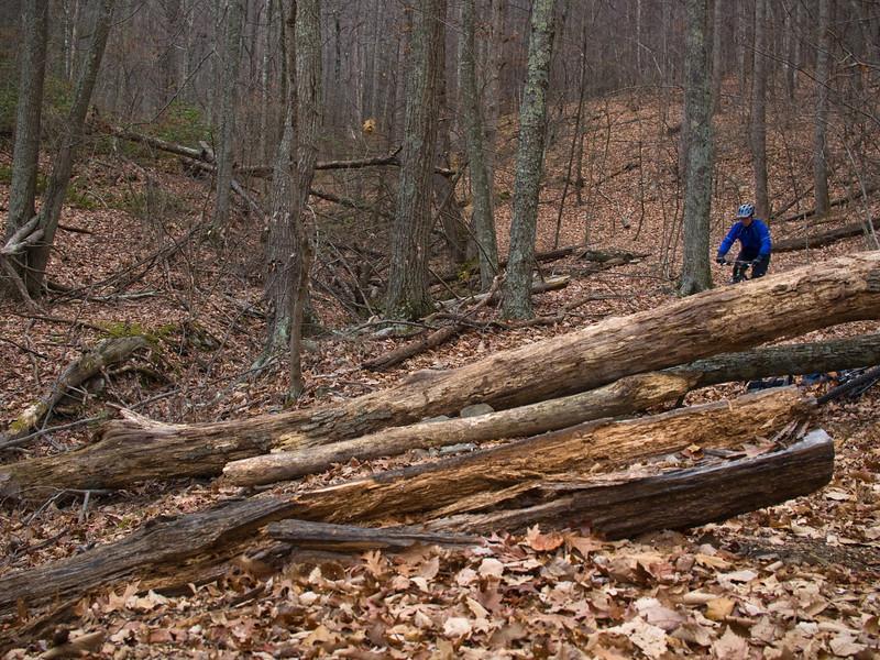 A cyclist in a blue jacket navigates over fallen logs in a densely wooded area covered with autumn leaves. Trees surround the scene, creating a natural, earthy environment. Carvin's Cove Trail system mountain bike trail.