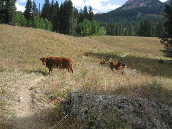 A serene rural landscape featuring several brown cows grazing in a grassy field. In the background, there are tall evergreen trees and a mountainous terrain under a partly cloudy sky. A dirt path leads through the scene, enhancing the peaceful countryside atmosphere. Trail 401 mountain bike trail.