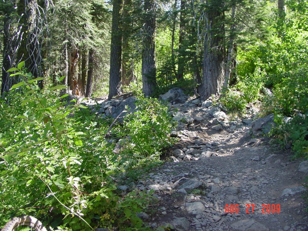 A rocky dirt path winding through dense greenery and tall trees in a forest setting, with sunlight filtering through the leaves. The image is dated August 27, 2009. Downieville Downhill mountain bike trail.