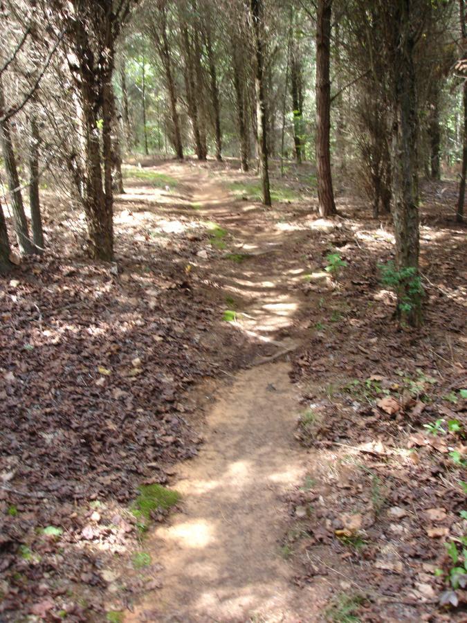 A winding dirt path meanders through a forest, surrounded by tall trees and scattered leaves on the ground. Sunlight filters through the foliage, creating dappled light on the trail. Signal Hill mountain bike trail.