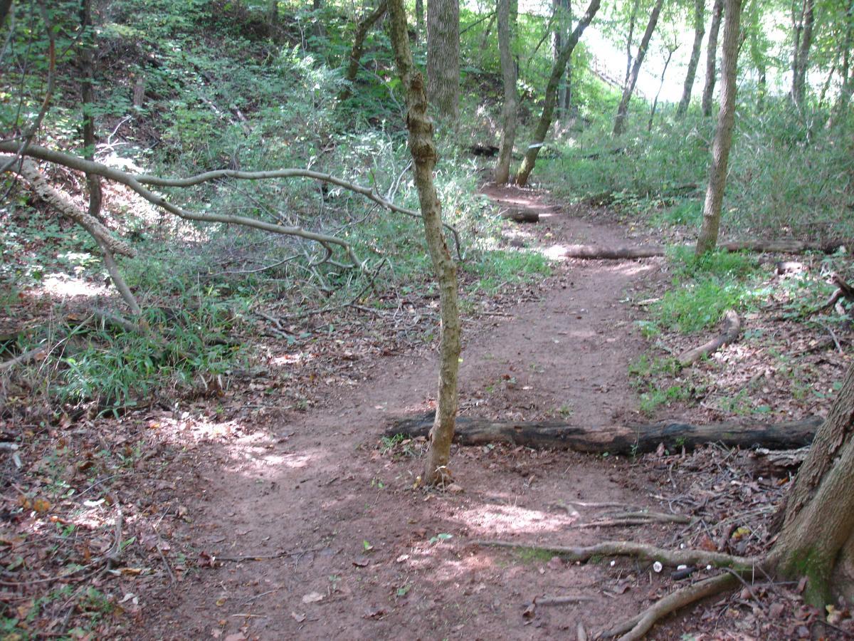 A dirt path winding through a forest landscape, flanked by trees and scattered branches. The scene is lush with greenery, showing a mix of sunlight and shade. The path is slightly worn and meanders around fallen logs and underbrush. Signal Hill mountain bike trail.